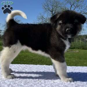 Jake, Akita Puppy